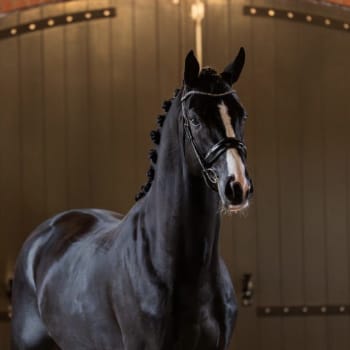 Royal Dynamic Image