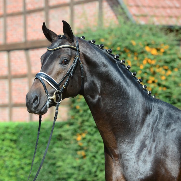 Feinrich Image