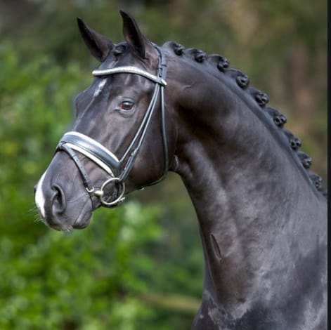 Dettori Image