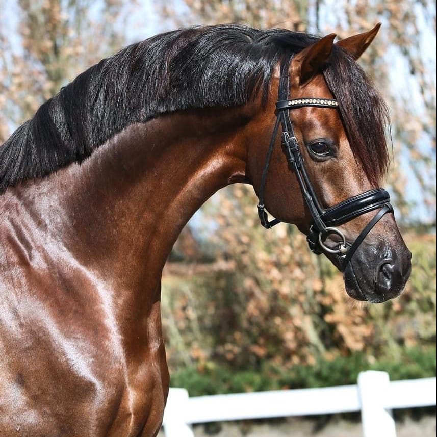 Dutch Dream Image