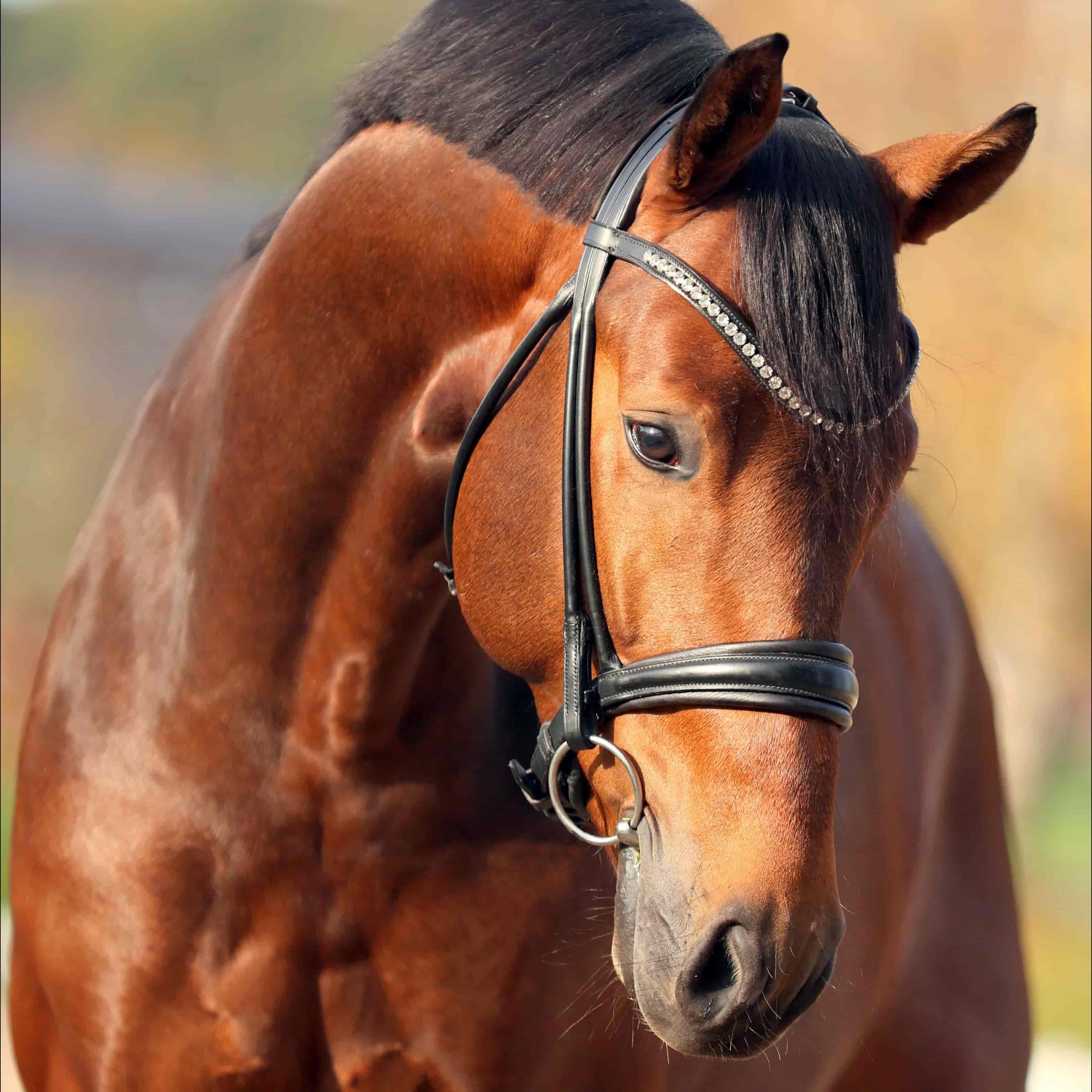Etienne Image